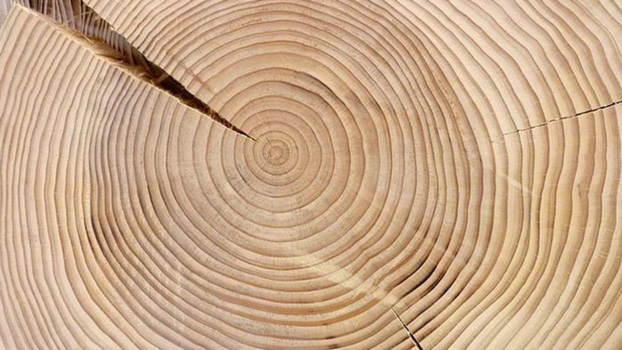 Кольца дерева