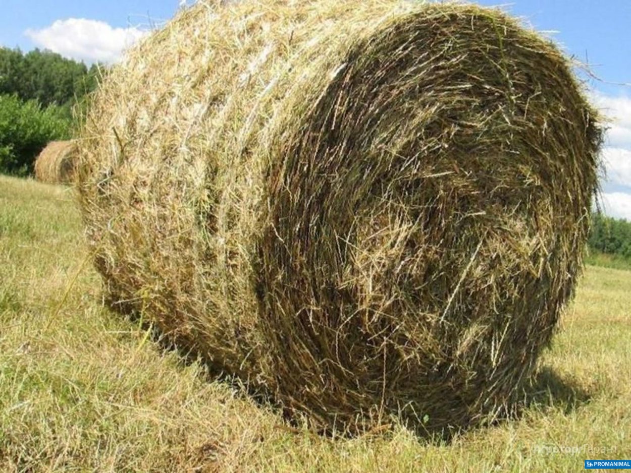 Сено разнотравье в тюках