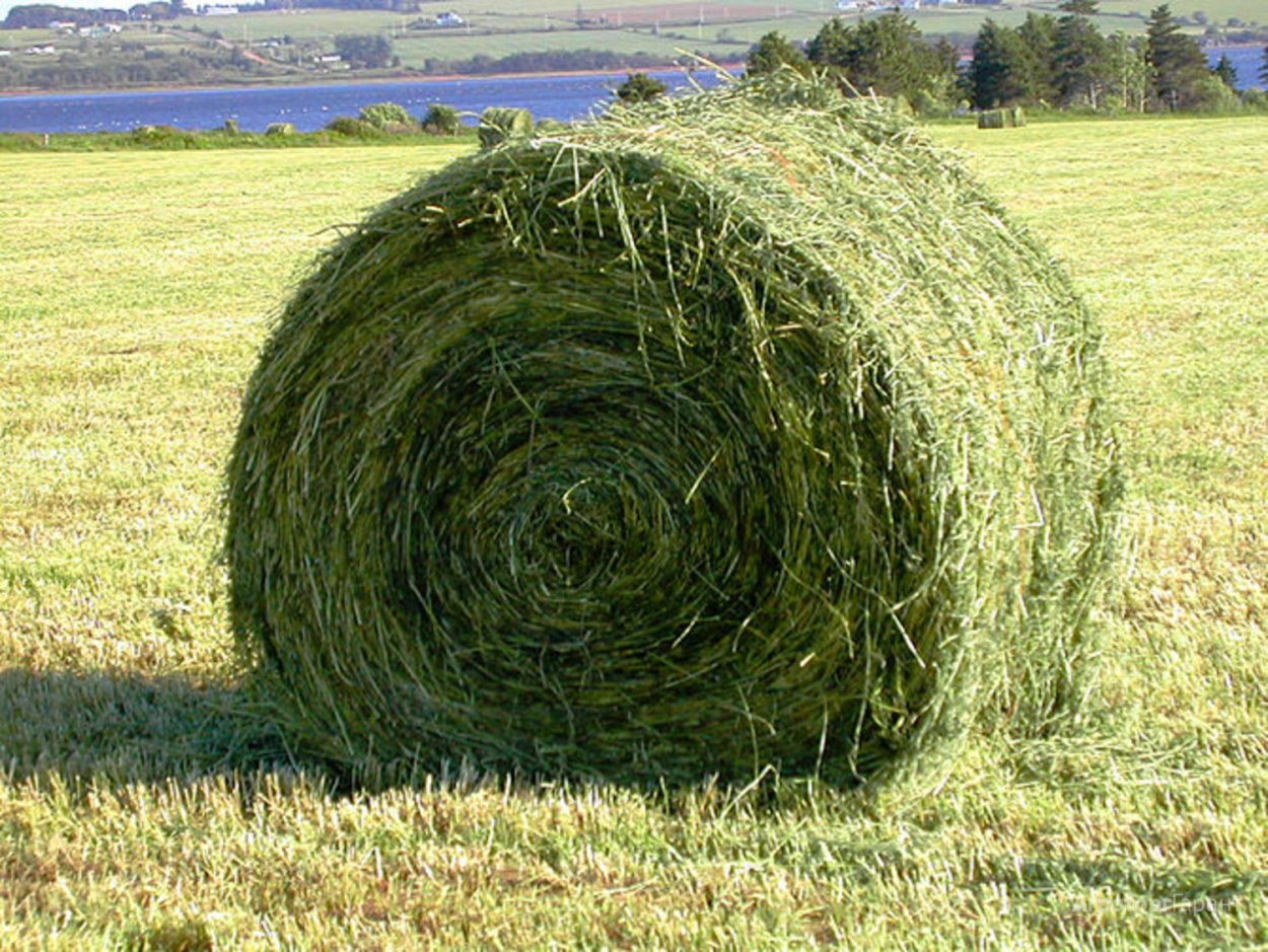 Сено солома сенаж