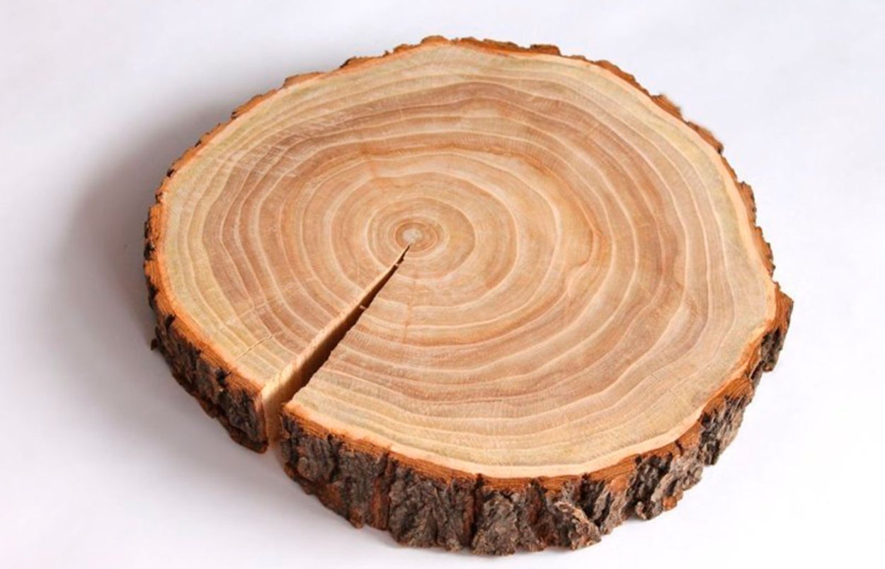 Вяз карагач древесина