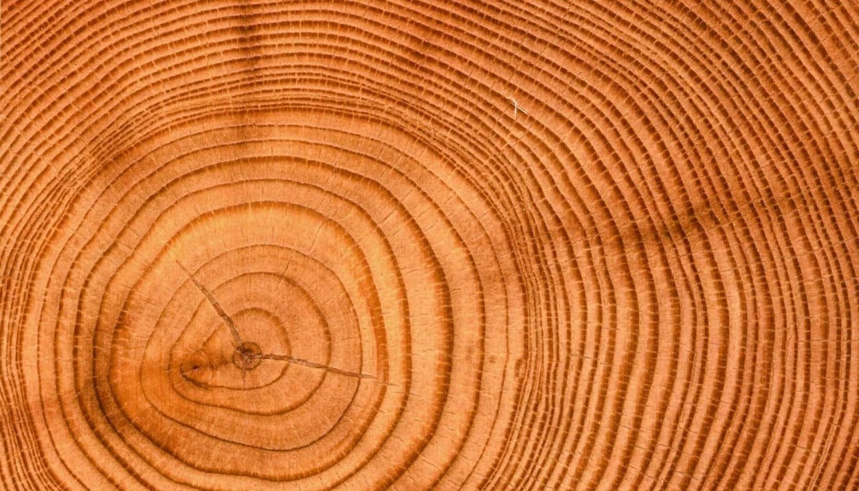 Дерево в разрезе