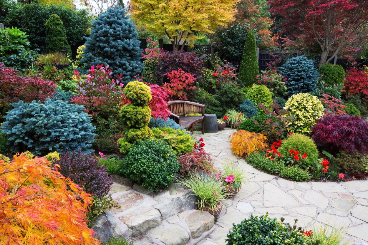 Хвойники Барбарис спирея