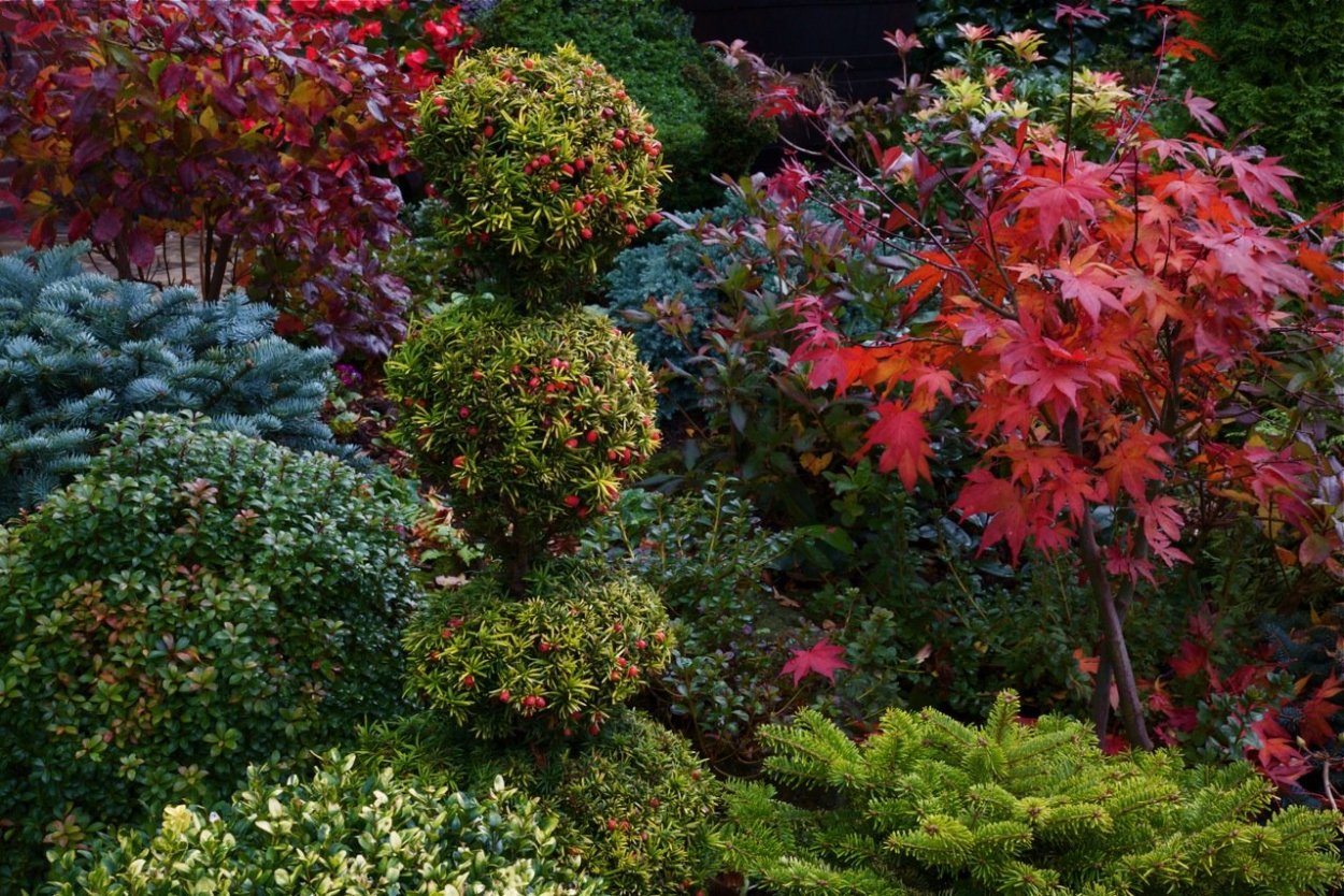 Хвойные сады Яна сламы