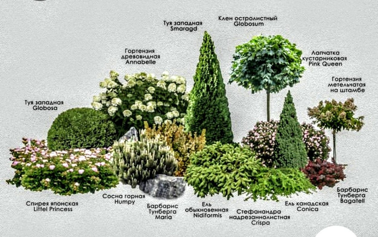 Живая изгородь пузыреплодник и дерен