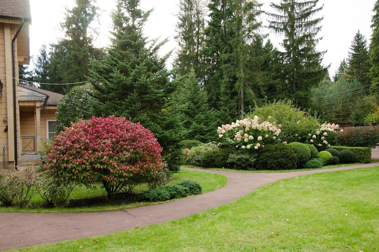 Красивые хвойные композиции из растений в саду