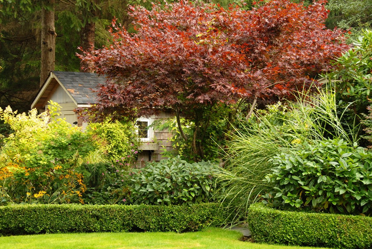 Композиции с кленом Гиннала