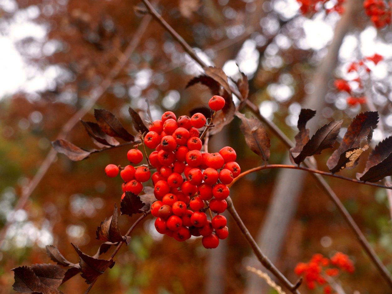 Рябина autumn Spire