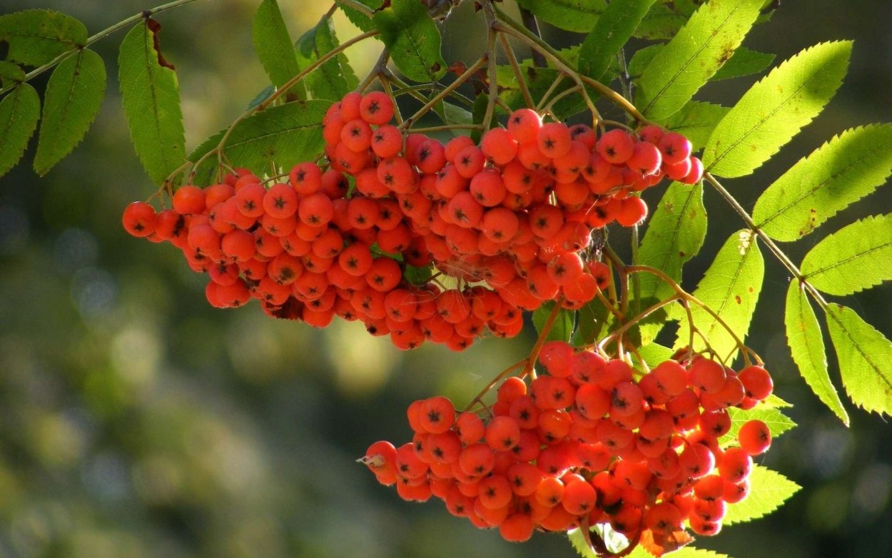 Кисть рябины