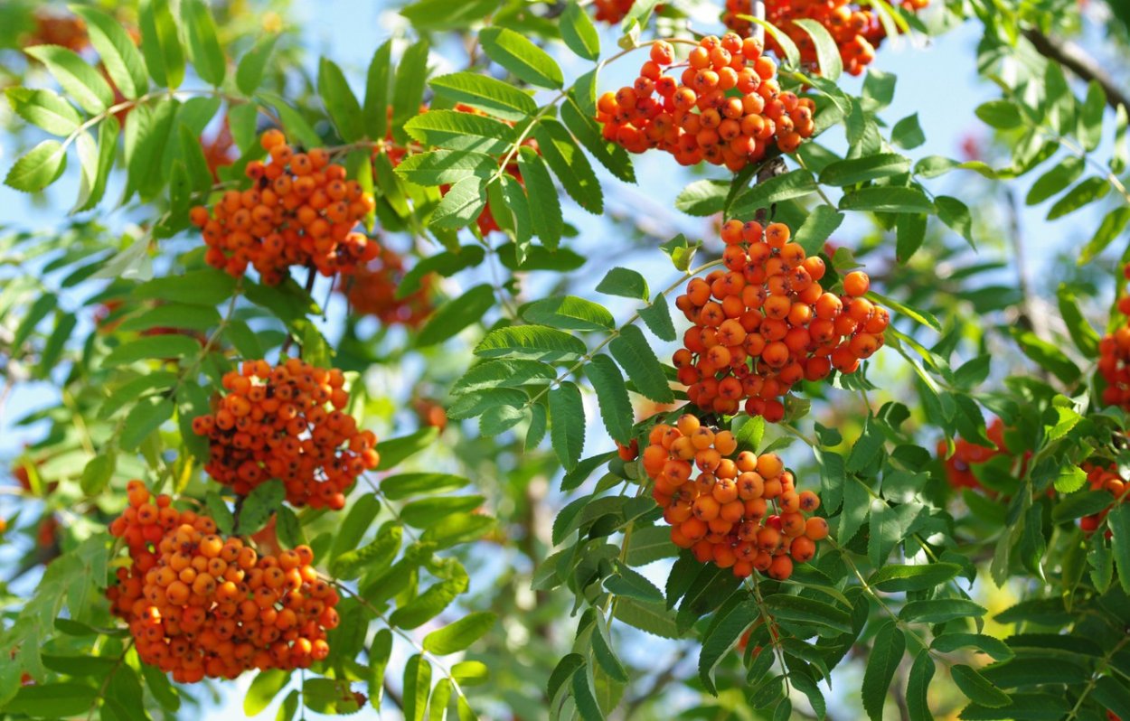 Рябина сорт Сорбинка