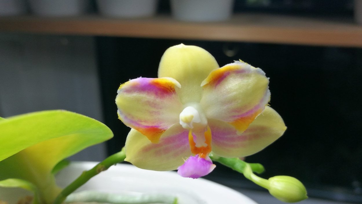 Фаленопсис Doritaenopsis