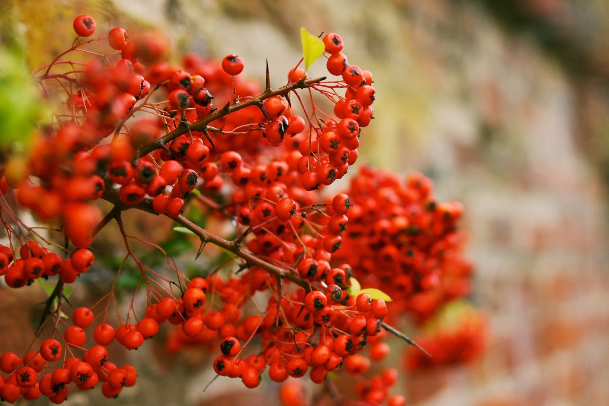 Осенние ягоды названия