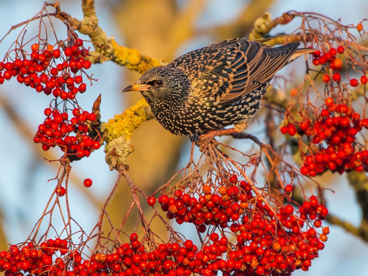 Скворец и Дрозд рябинник