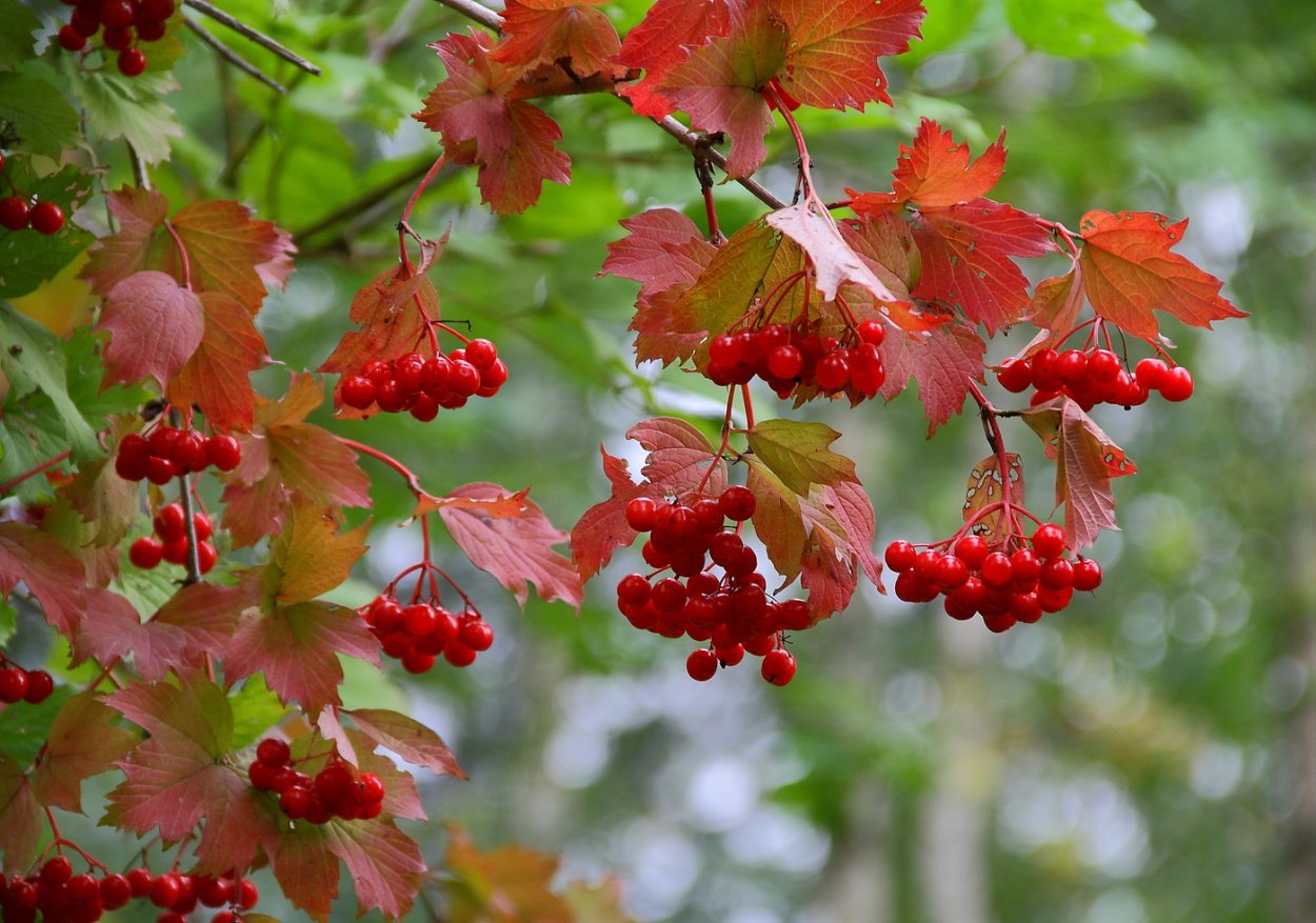 Калина Лесной кустарник