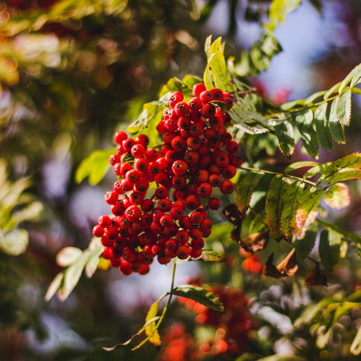Рябина кустарниковая