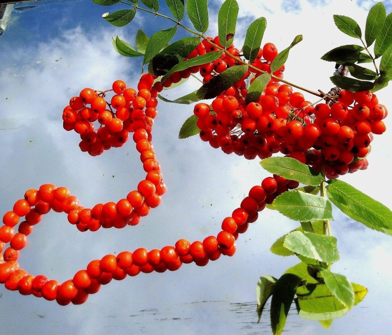 Калина красная ягода