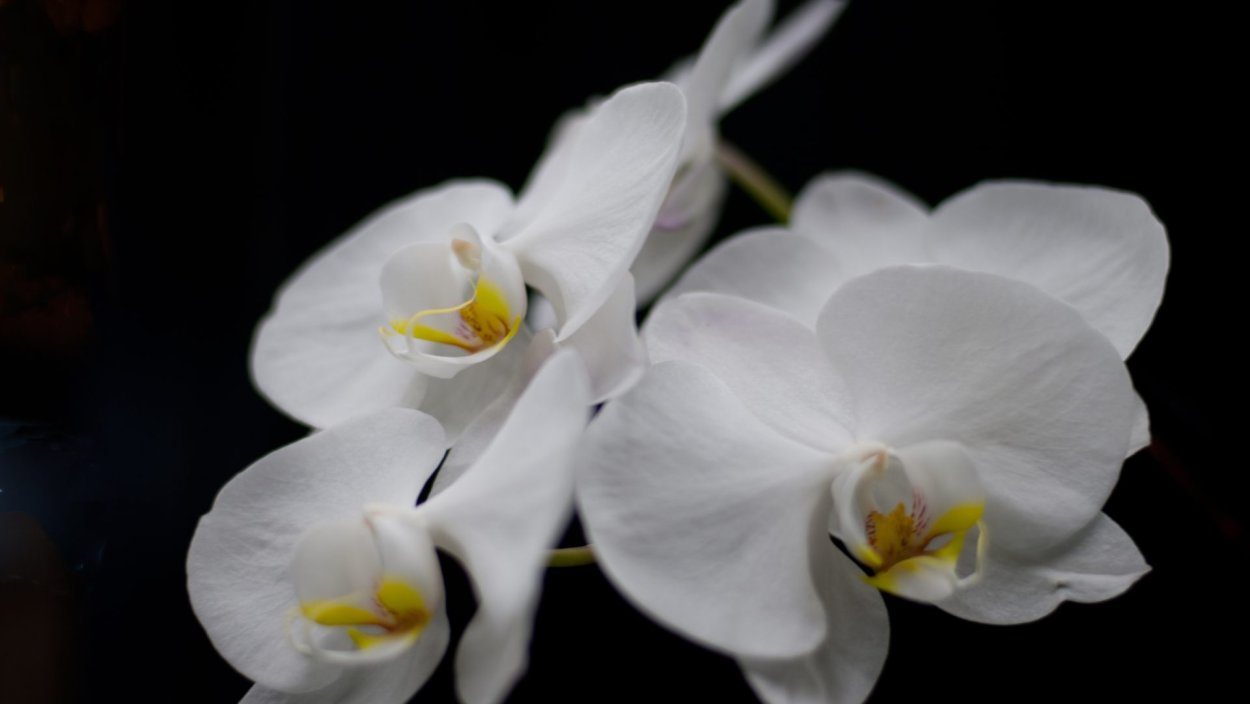 Фаленопсис Сапорита