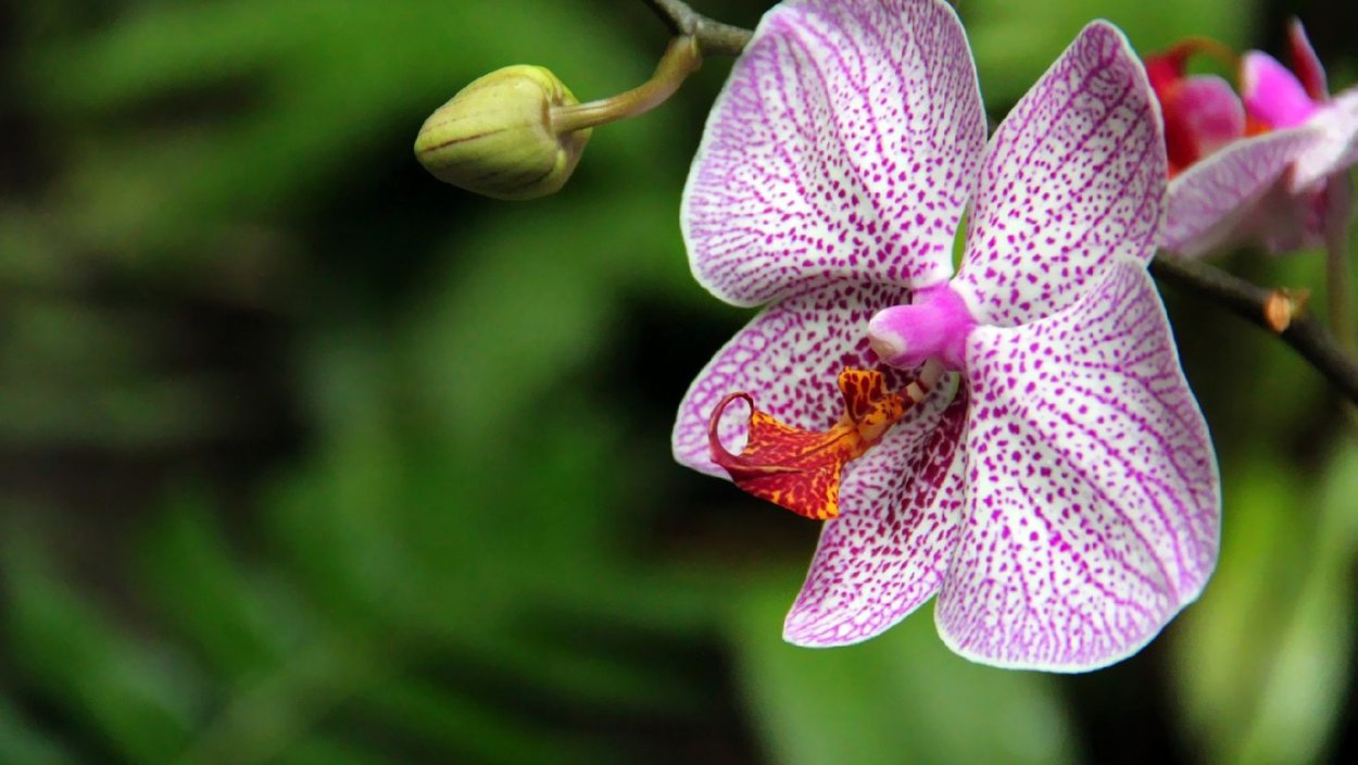 Фон для визитки цветы