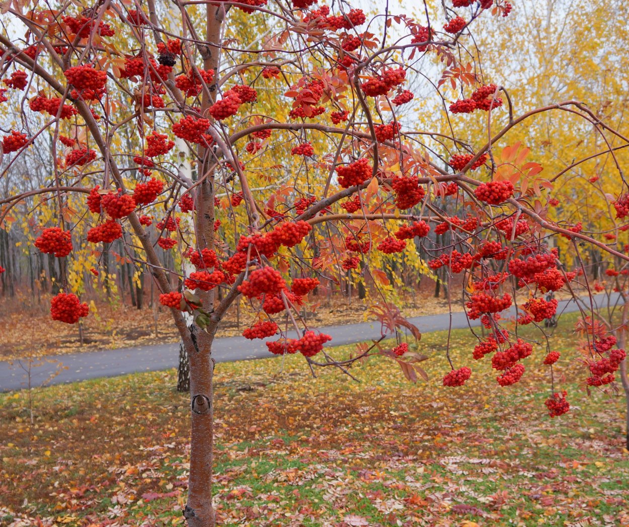 Красные плоды осенью