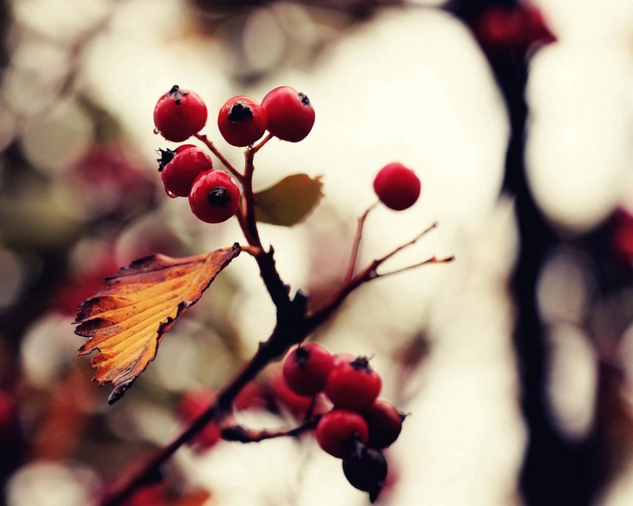 Осенний букет с рябиной