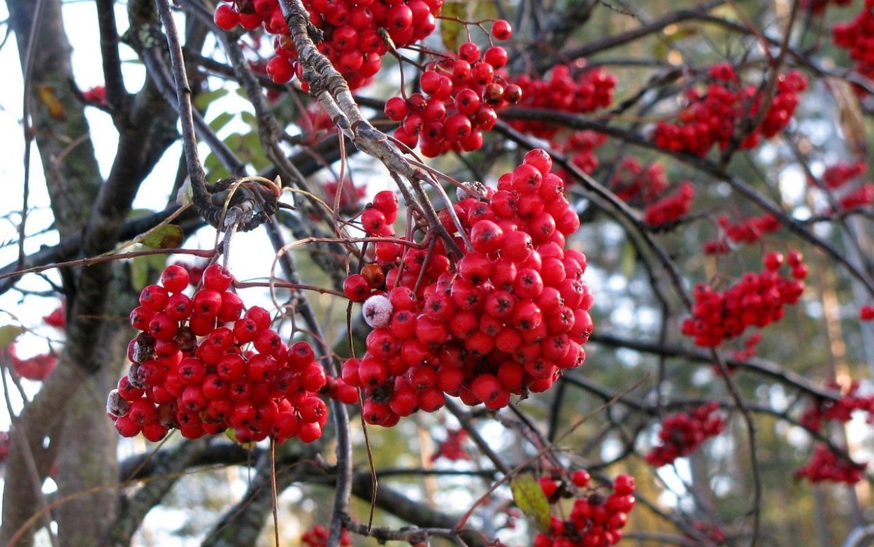 Красная осенняя ягода