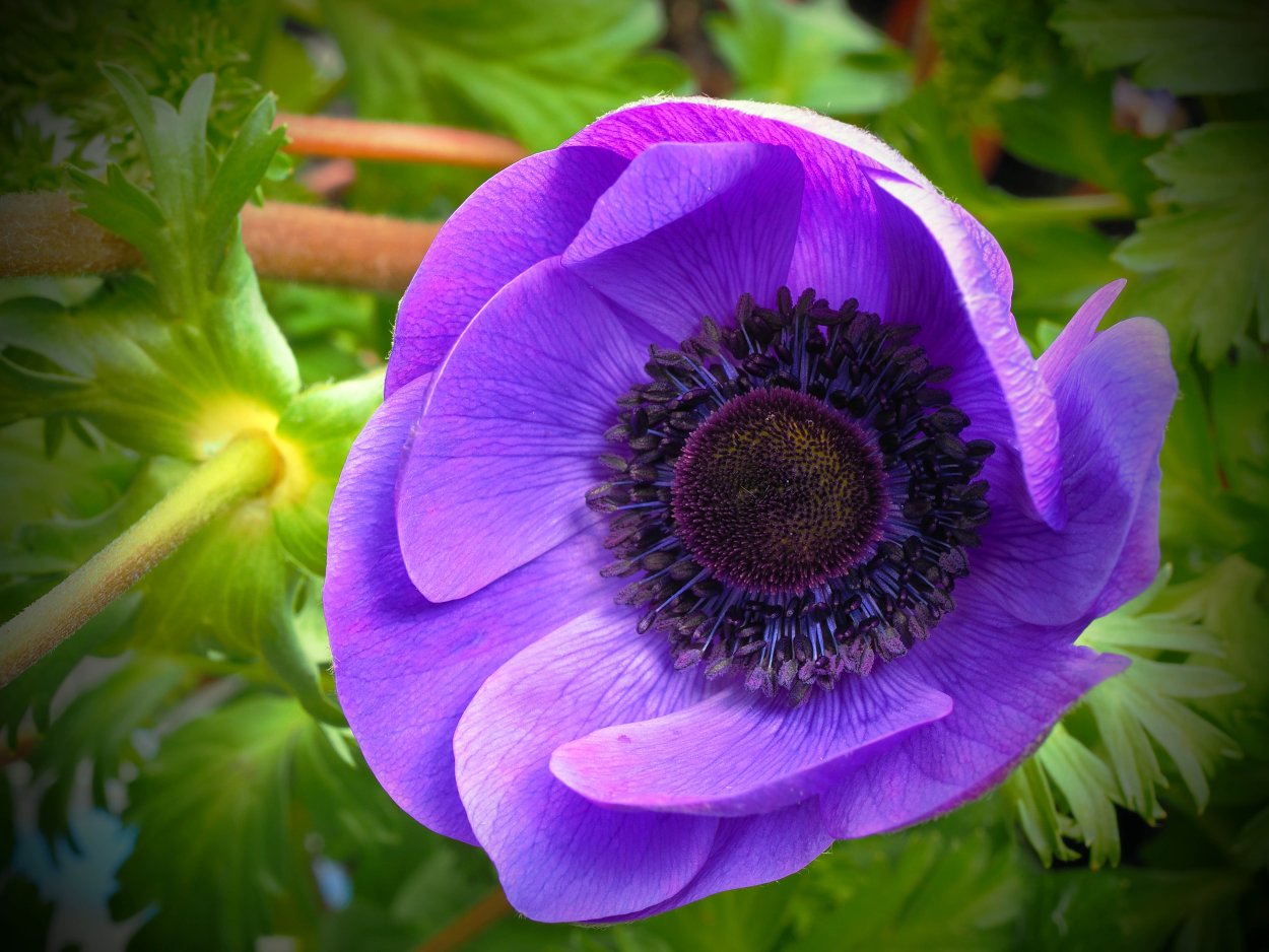 Анемона многонадрезная