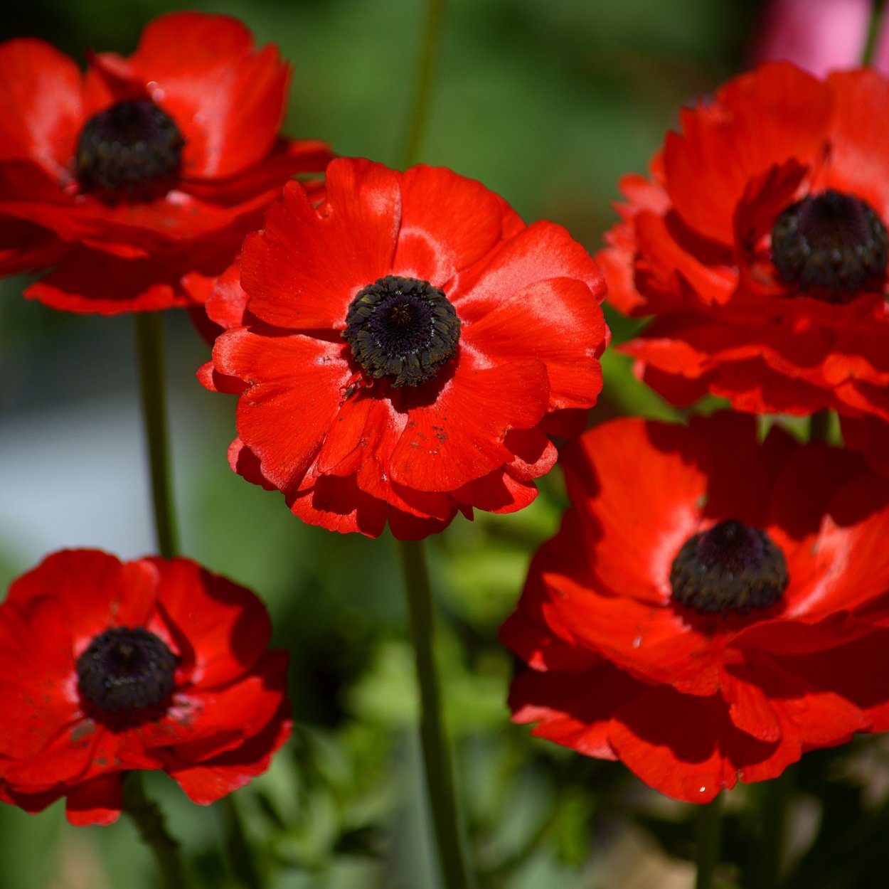 Анемоны цветы анемоны