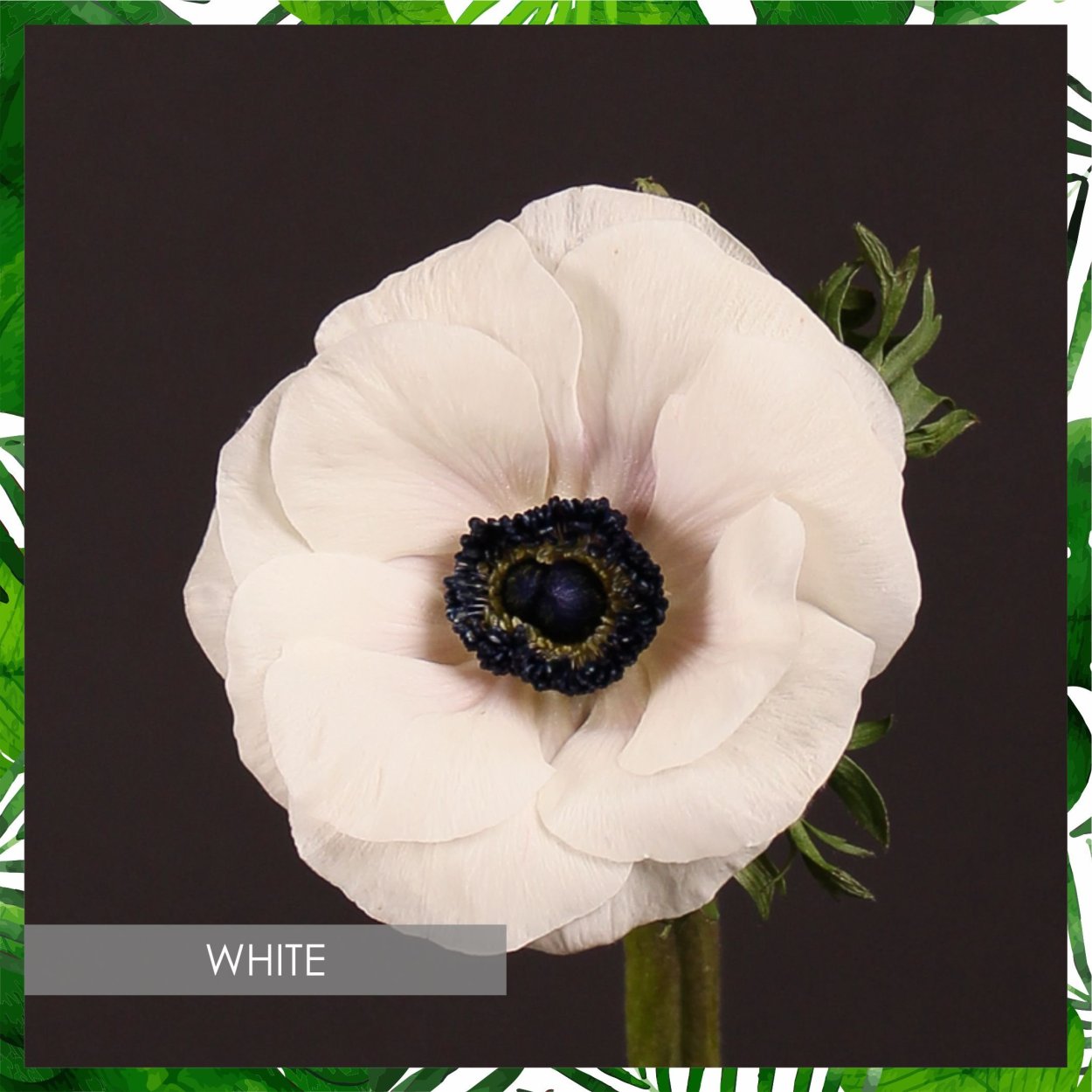 Анемон белый