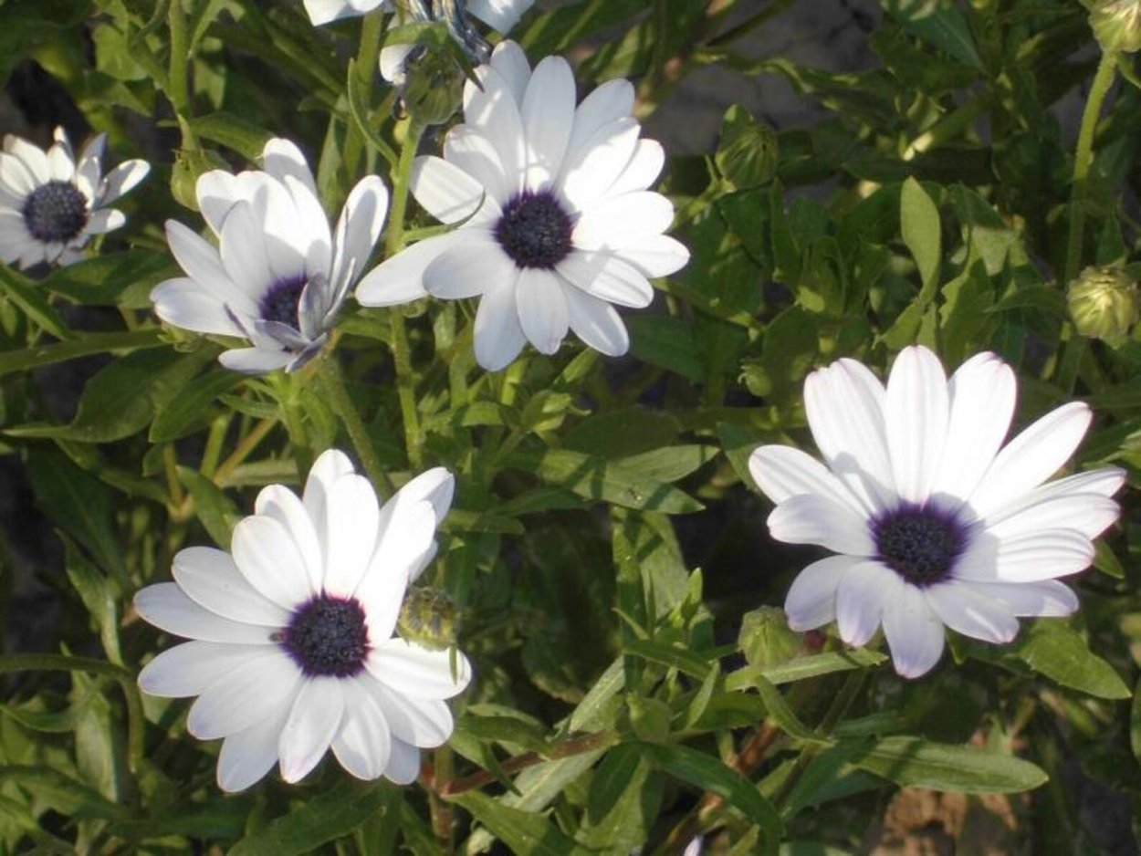 Анемона белая на белом фоне