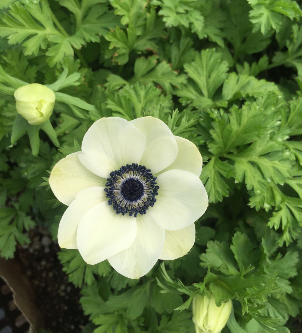 Анемоны Мистраль микс