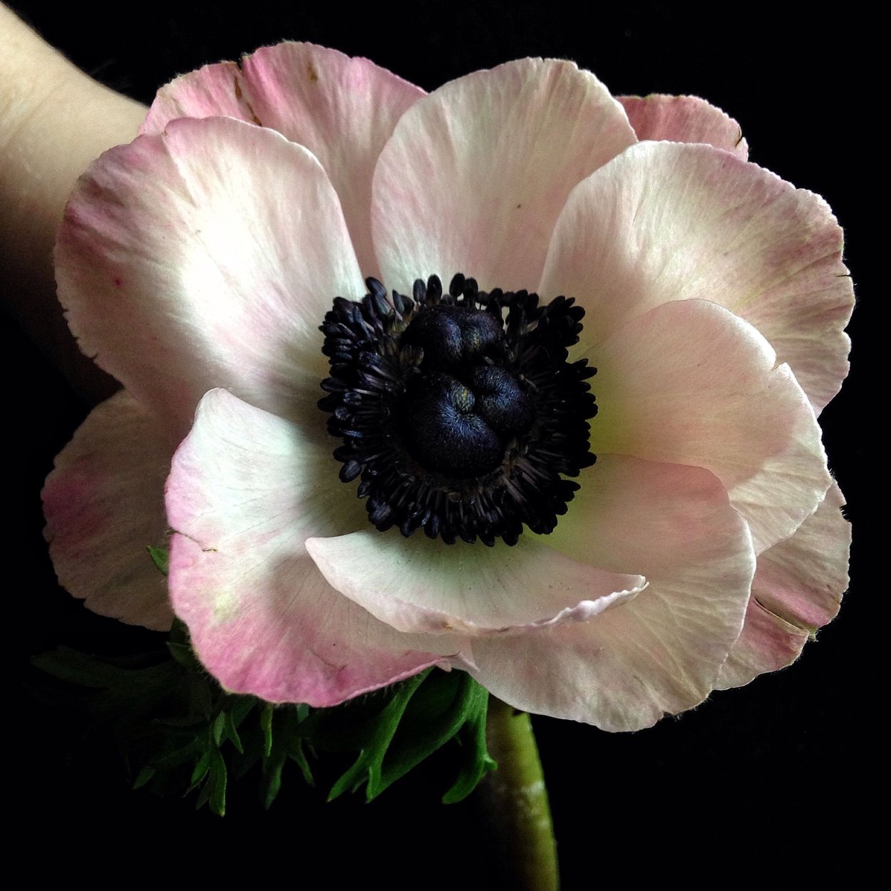 Морозник анемона Блэк