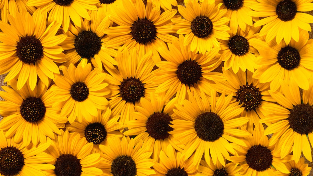 Анемона (ветреница) розовая