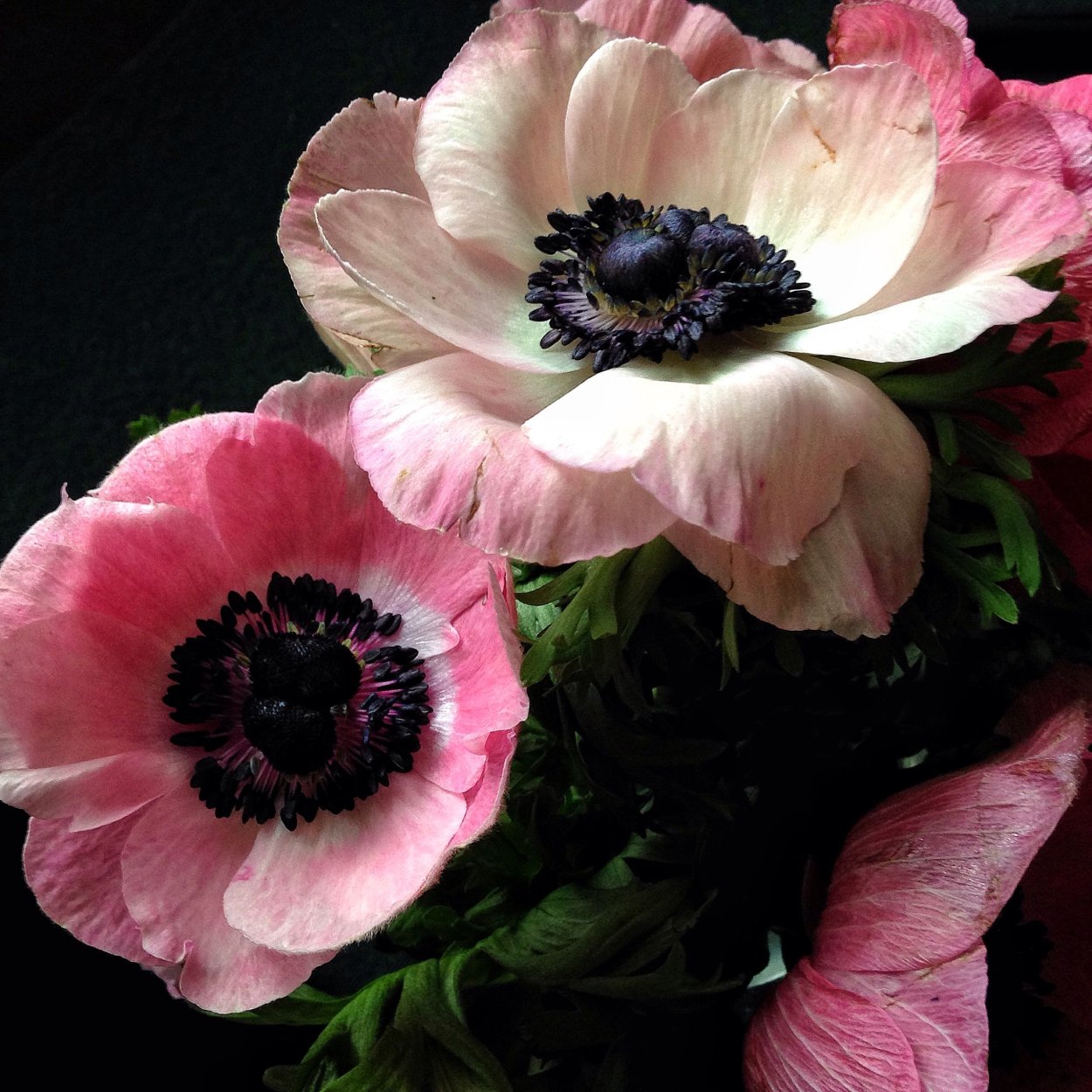 Черные цветы в природе