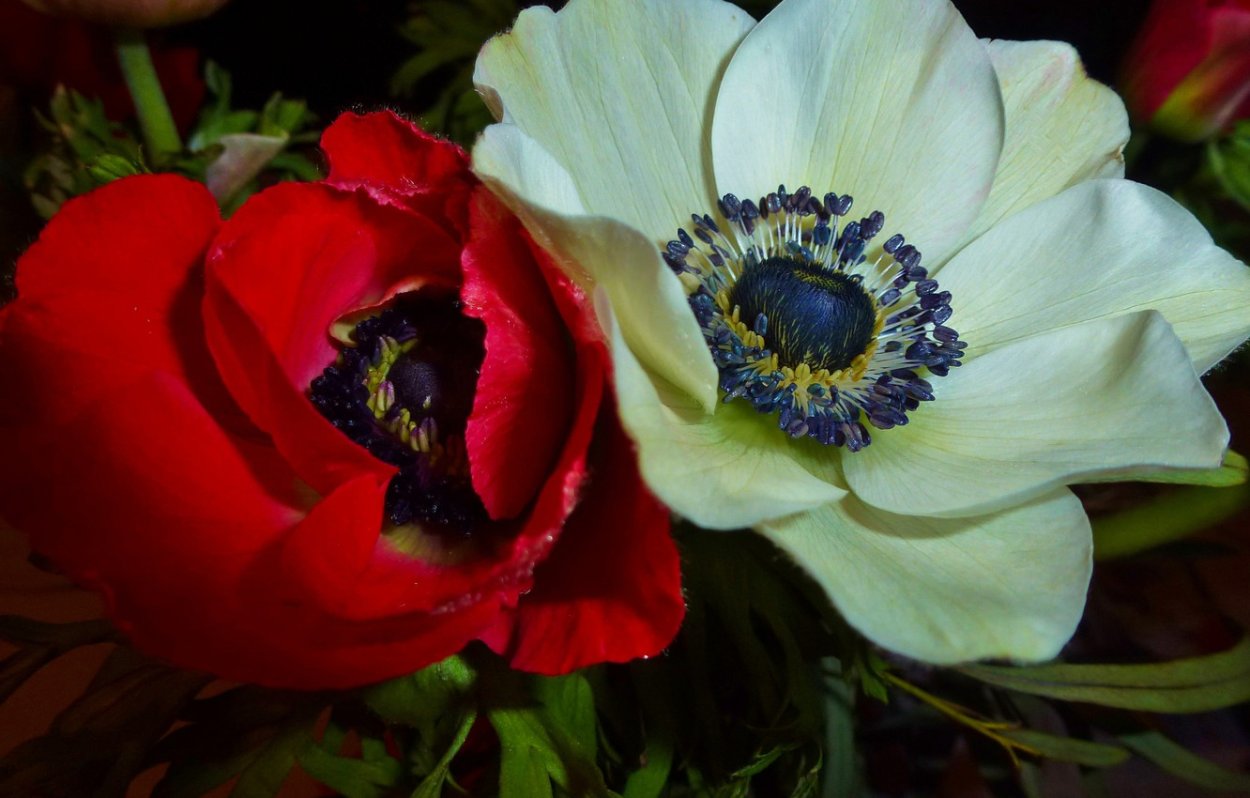 Остеоспермум Эклона