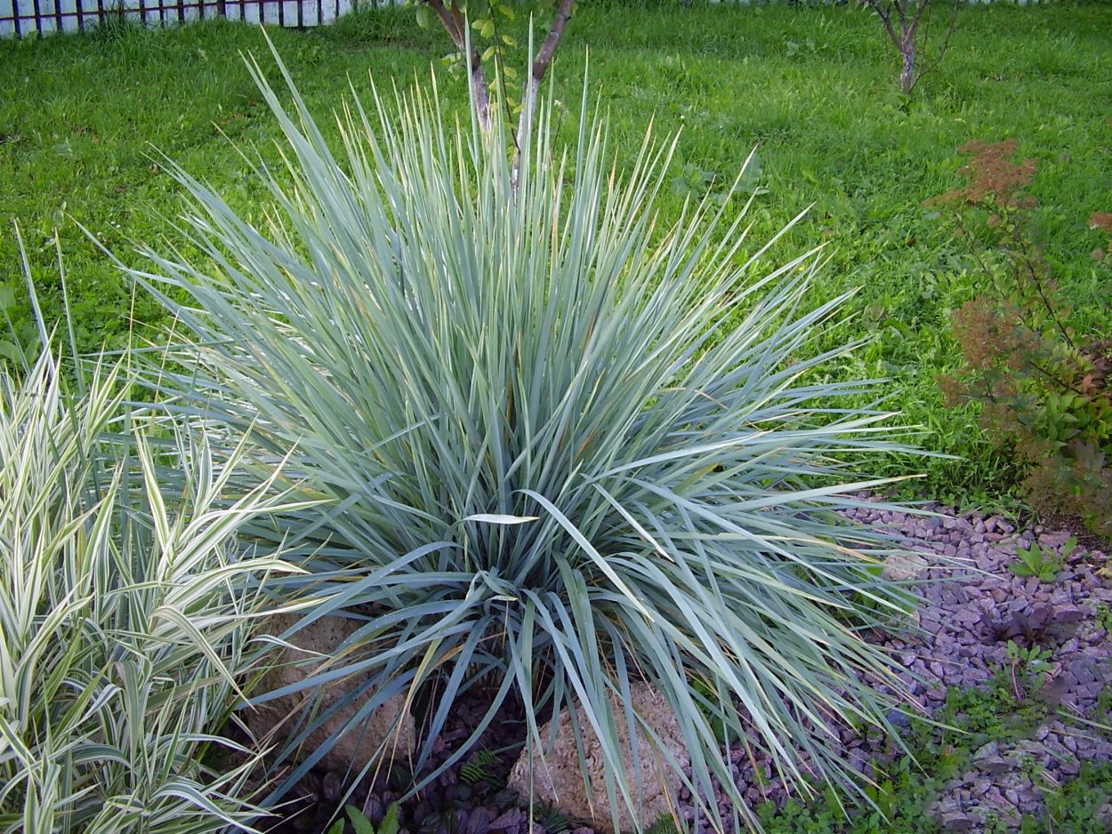 Колосняк песчаный Элимус голубой