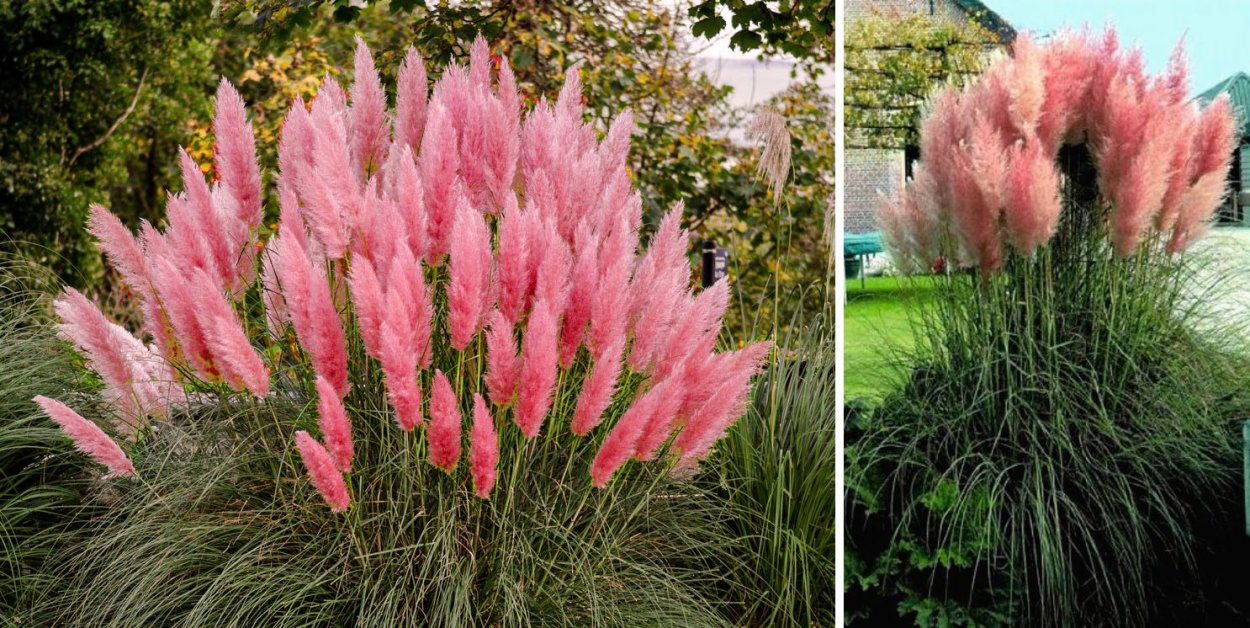 Кортадерия Эвита