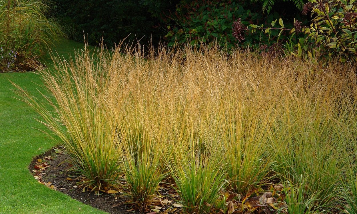 Молиния тростниковая Skyracer