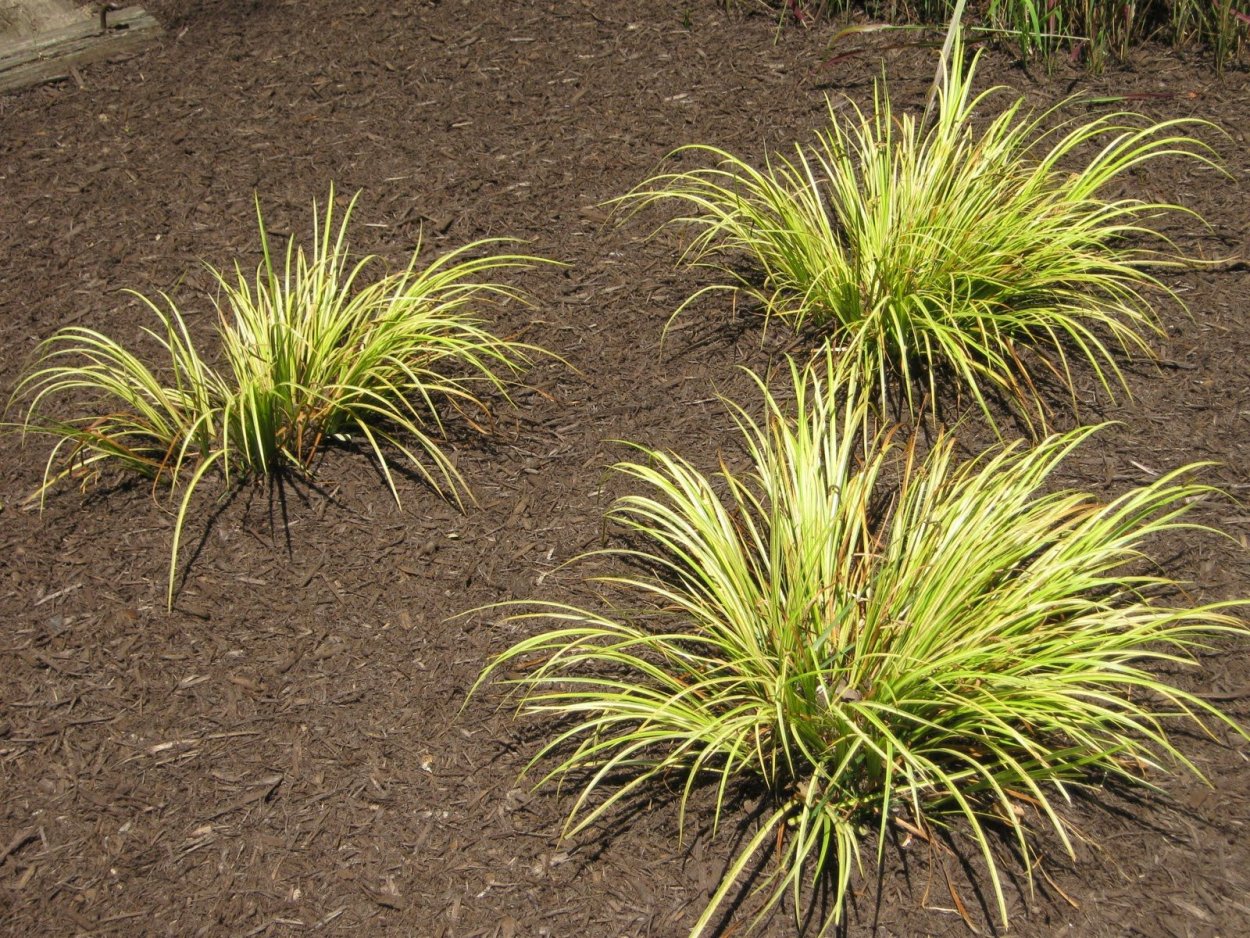 Низкорослые злаковые многолетники