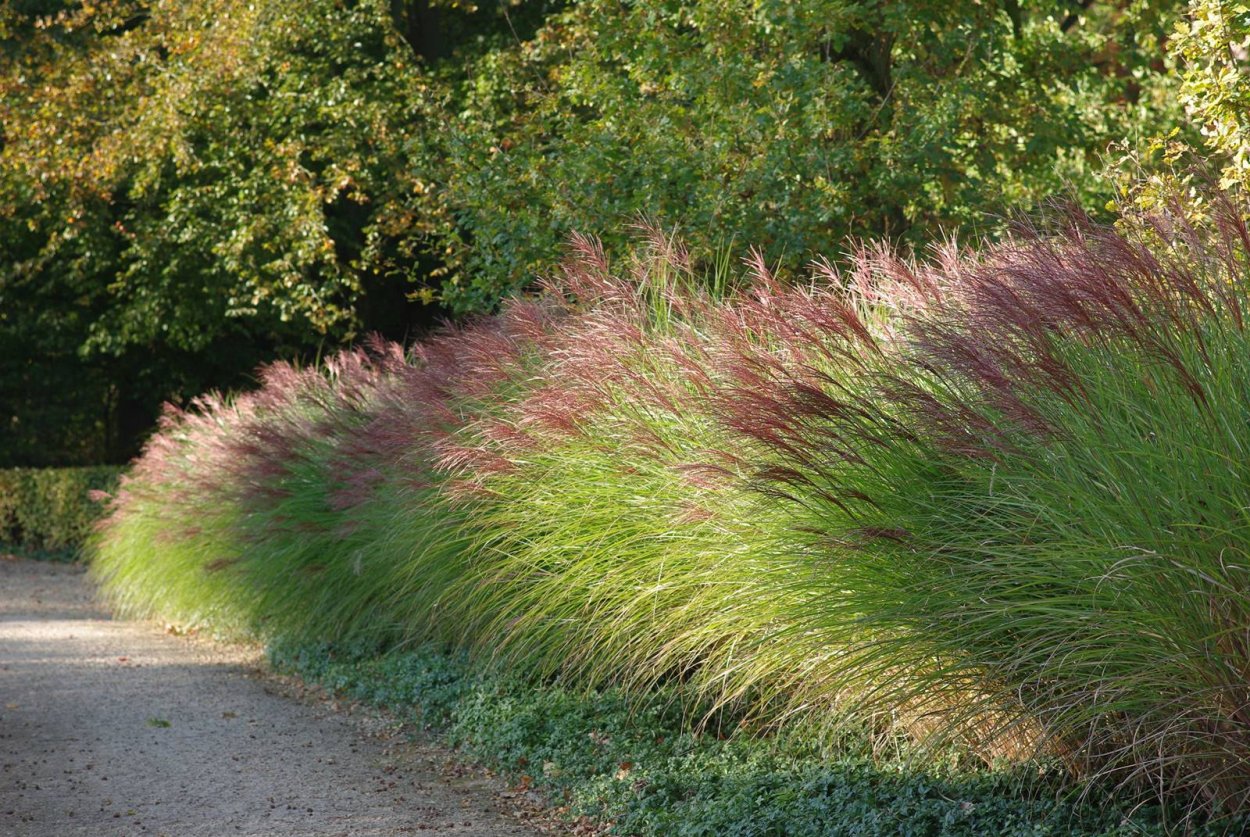 Мискантус китайский Грацилимус