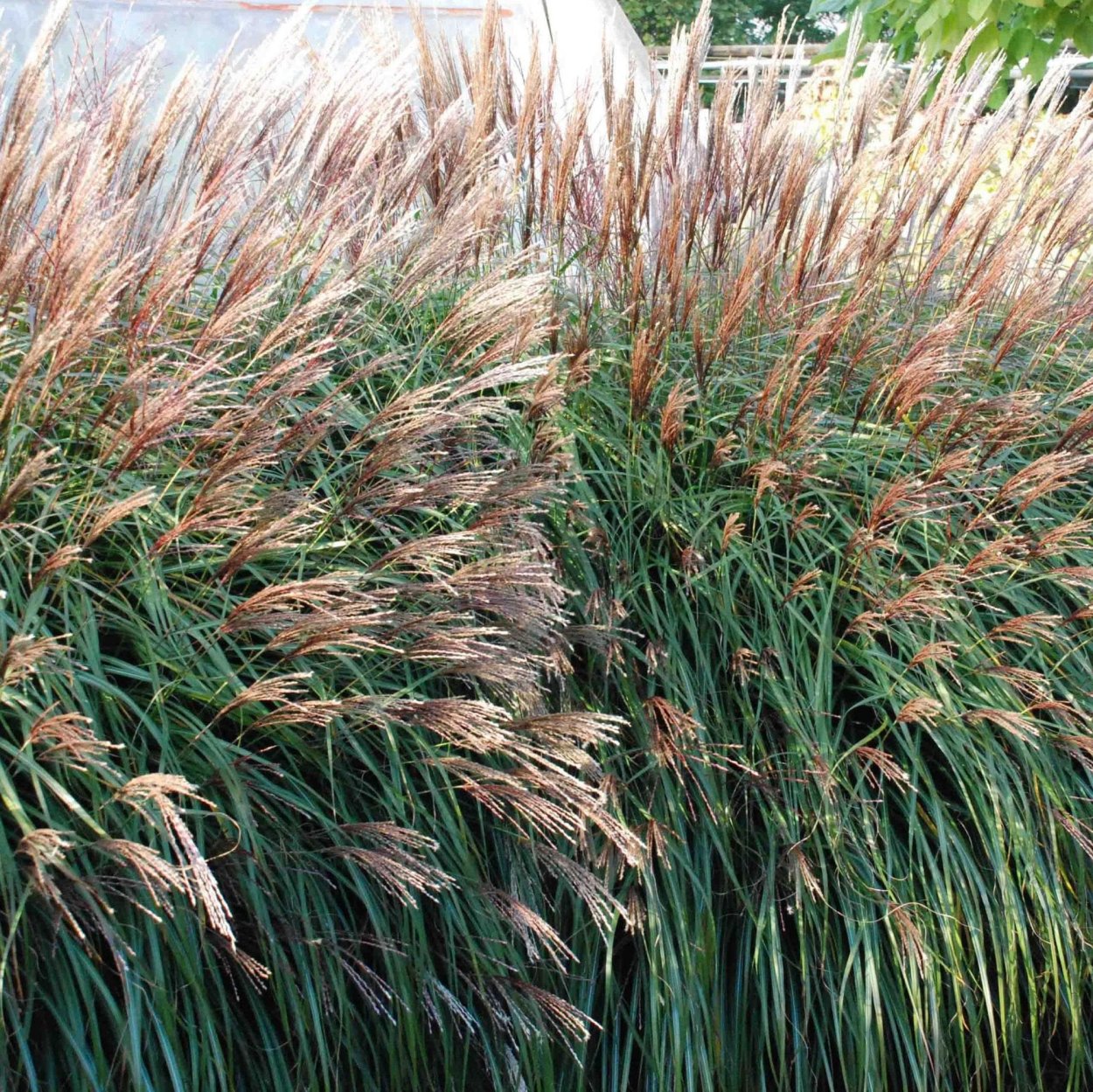 Мискантус китайский