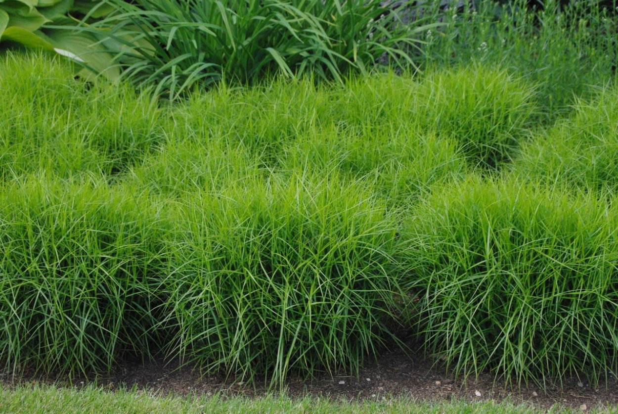 Осока пальмолистная Carex muskingumensis
