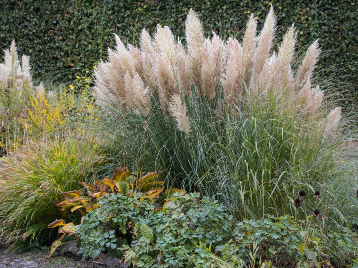 Кортадерия Пумила (pumila)