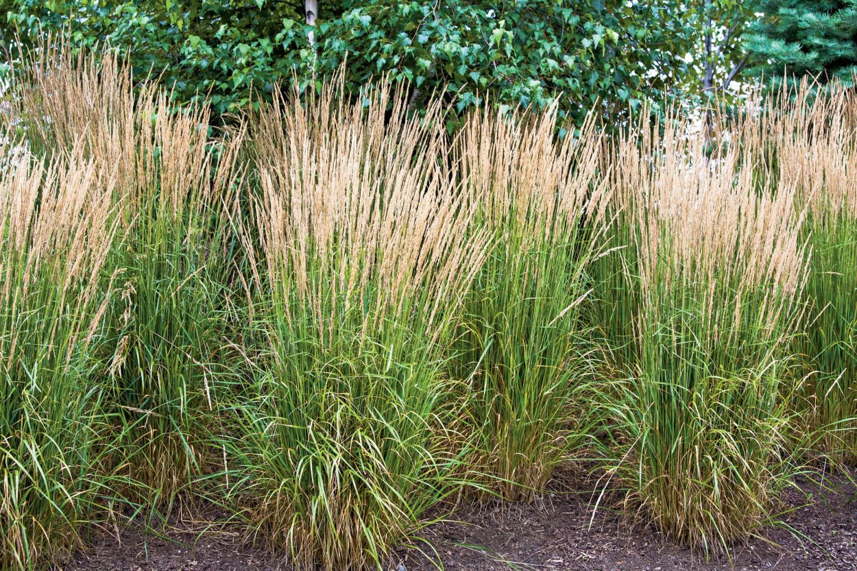 Вейник остроцветковый Карл Фостер