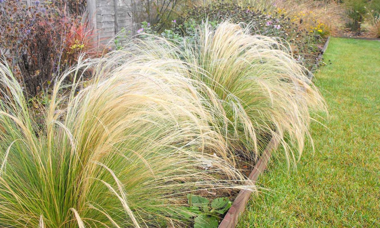 Ковыль Stipa tenuissima