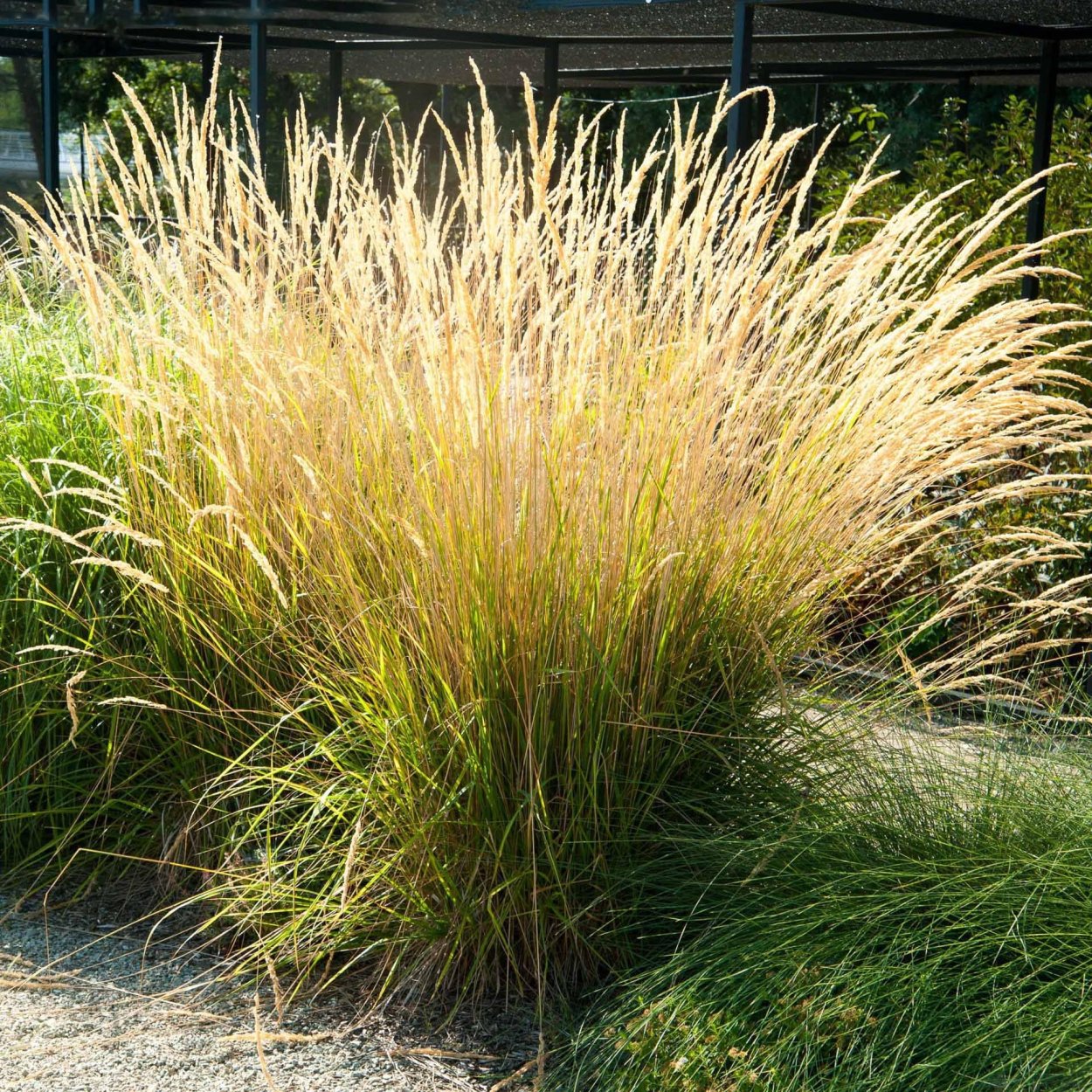 Вейник Karl Foerster