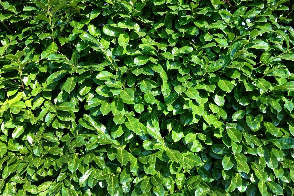 декоративная листва фото