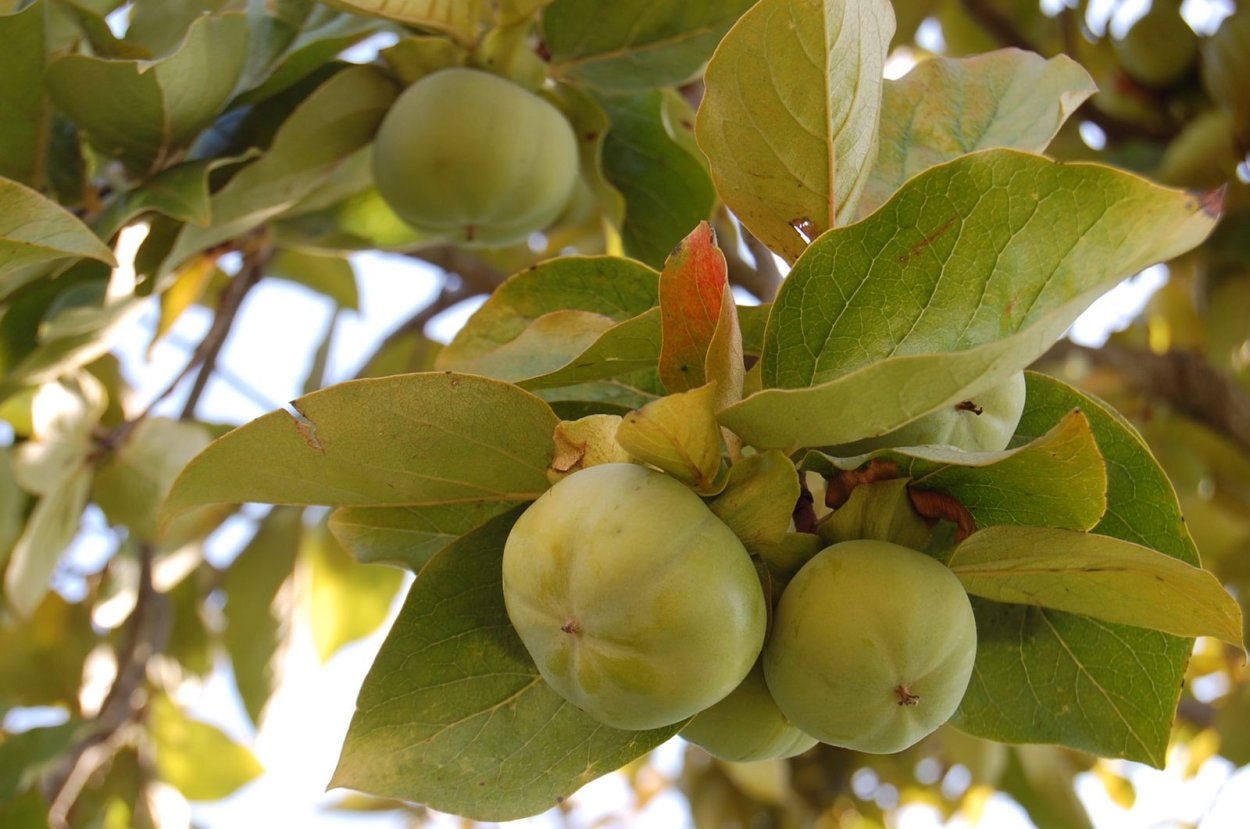 Хурма дерево цветение