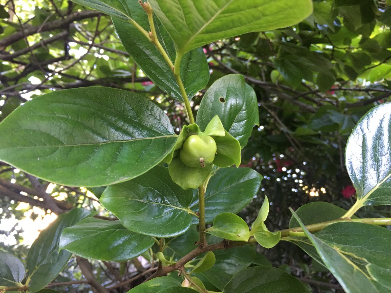 Хурма сорт персимон