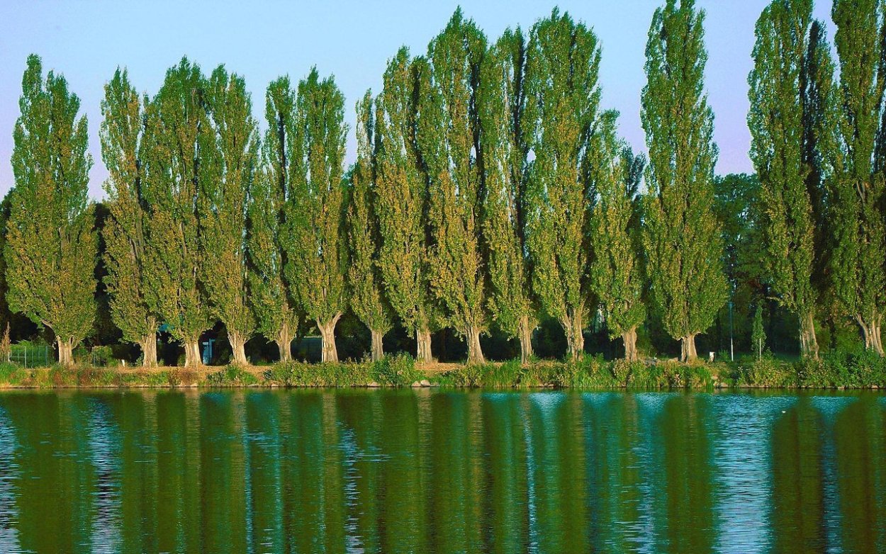 Тополь пирамидальный