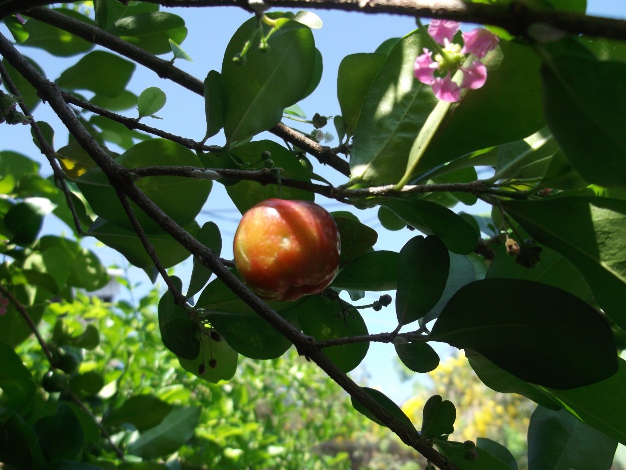 Diospyros crassiflora