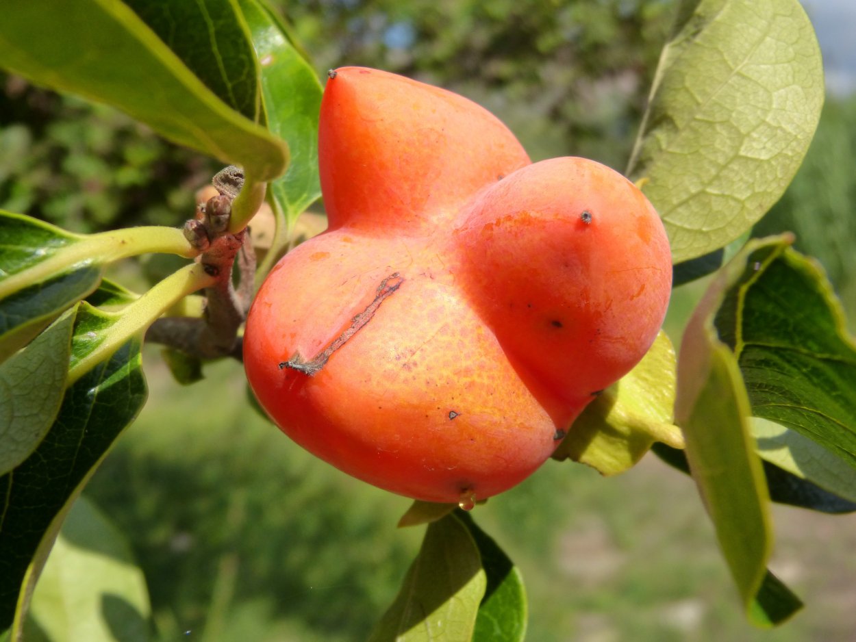 Семена сорт хурма